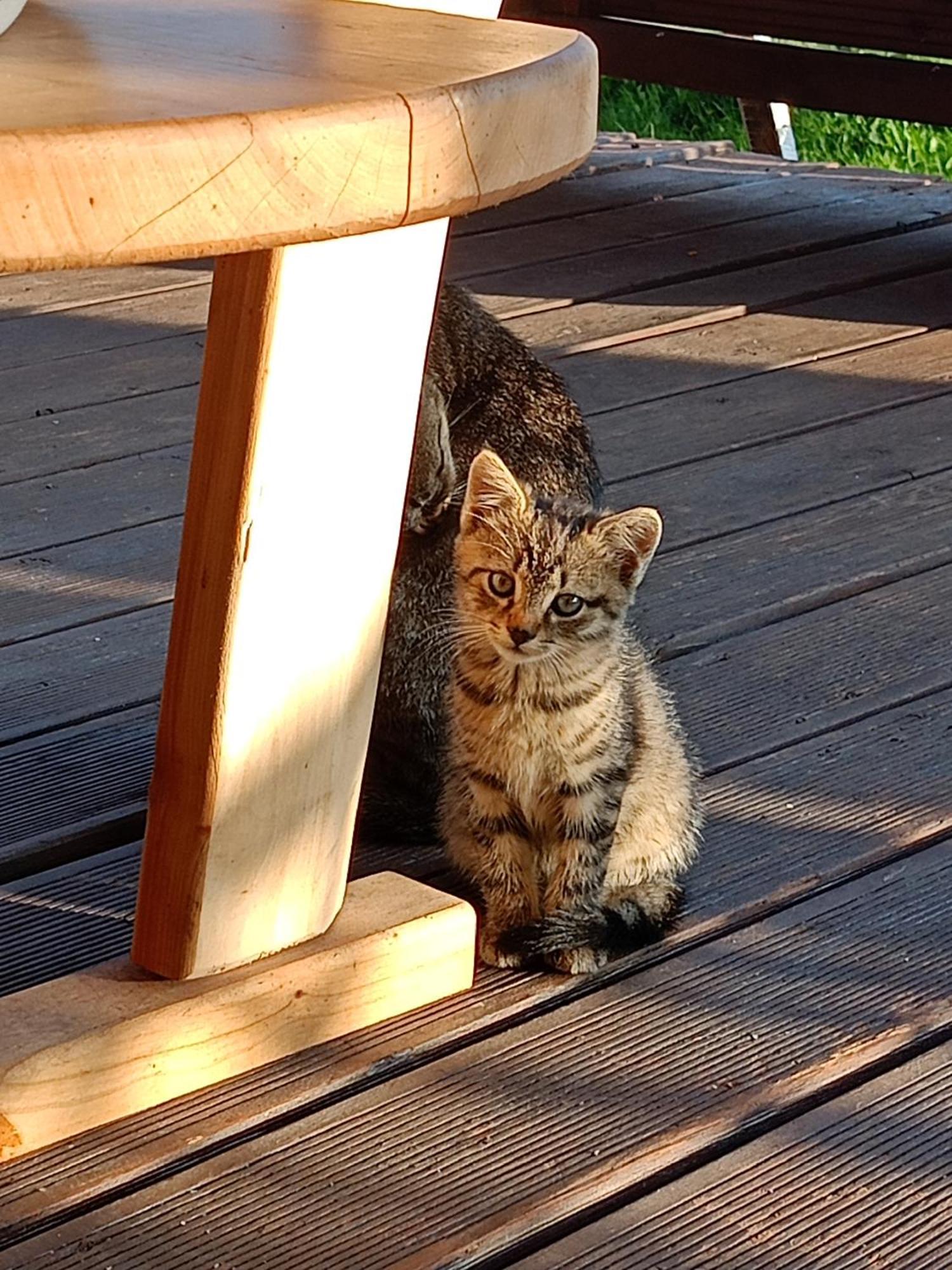 Gosciniec Na Stoku Pokoje 2,3,4 Osobowe, Cisza, Spokoj, Widok Na Stok Narciarski, Lasy, Laki Bobliwo Dış mekan fotoğraf