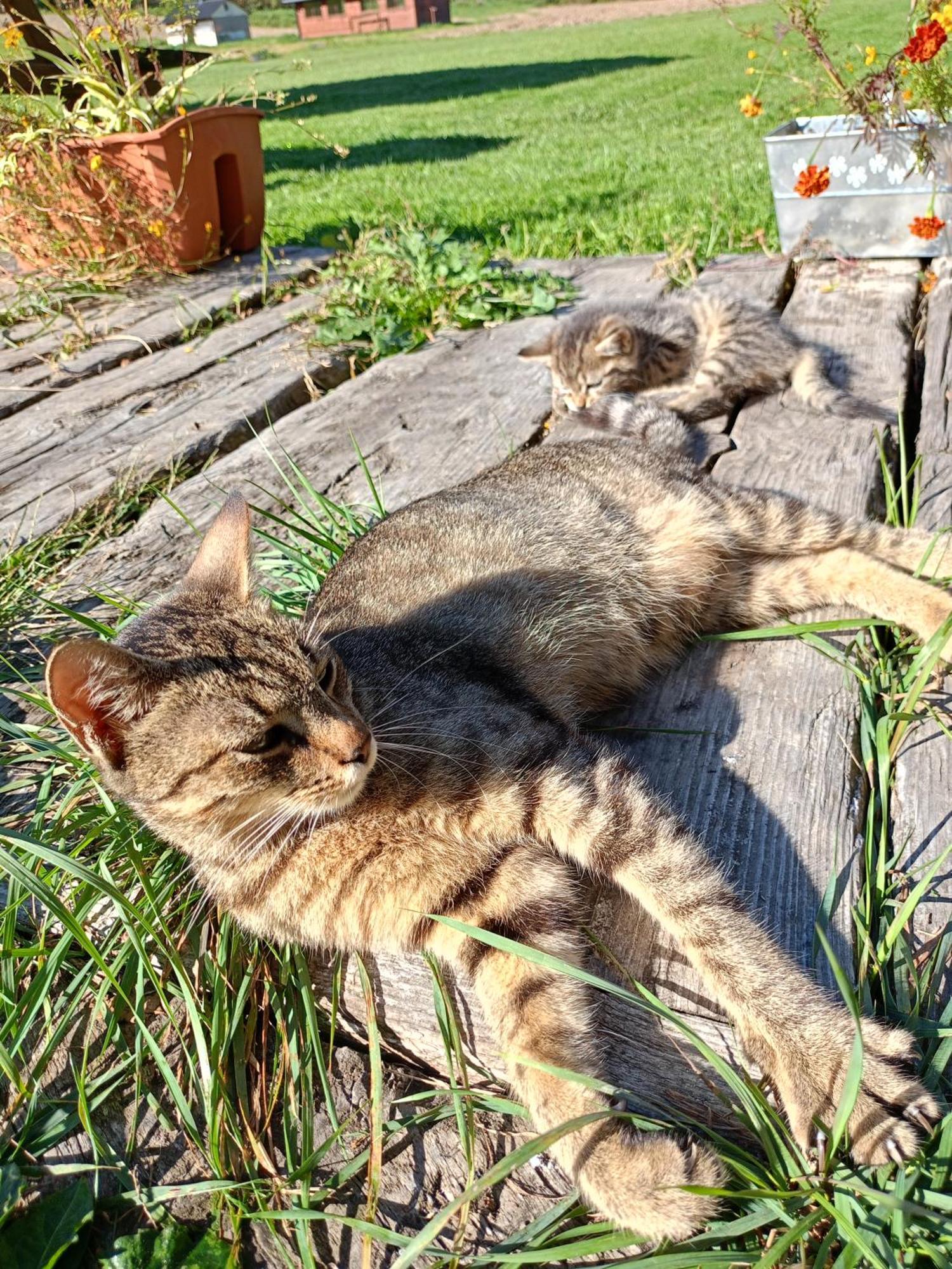 Gosciniec Na Stoku Pokoje 2,3,4 Osobowe, Cisza, Spokoj, Widok Na Stok Narciarski, Lasy, Laki Bobliwo Dış mekan fotoğraf