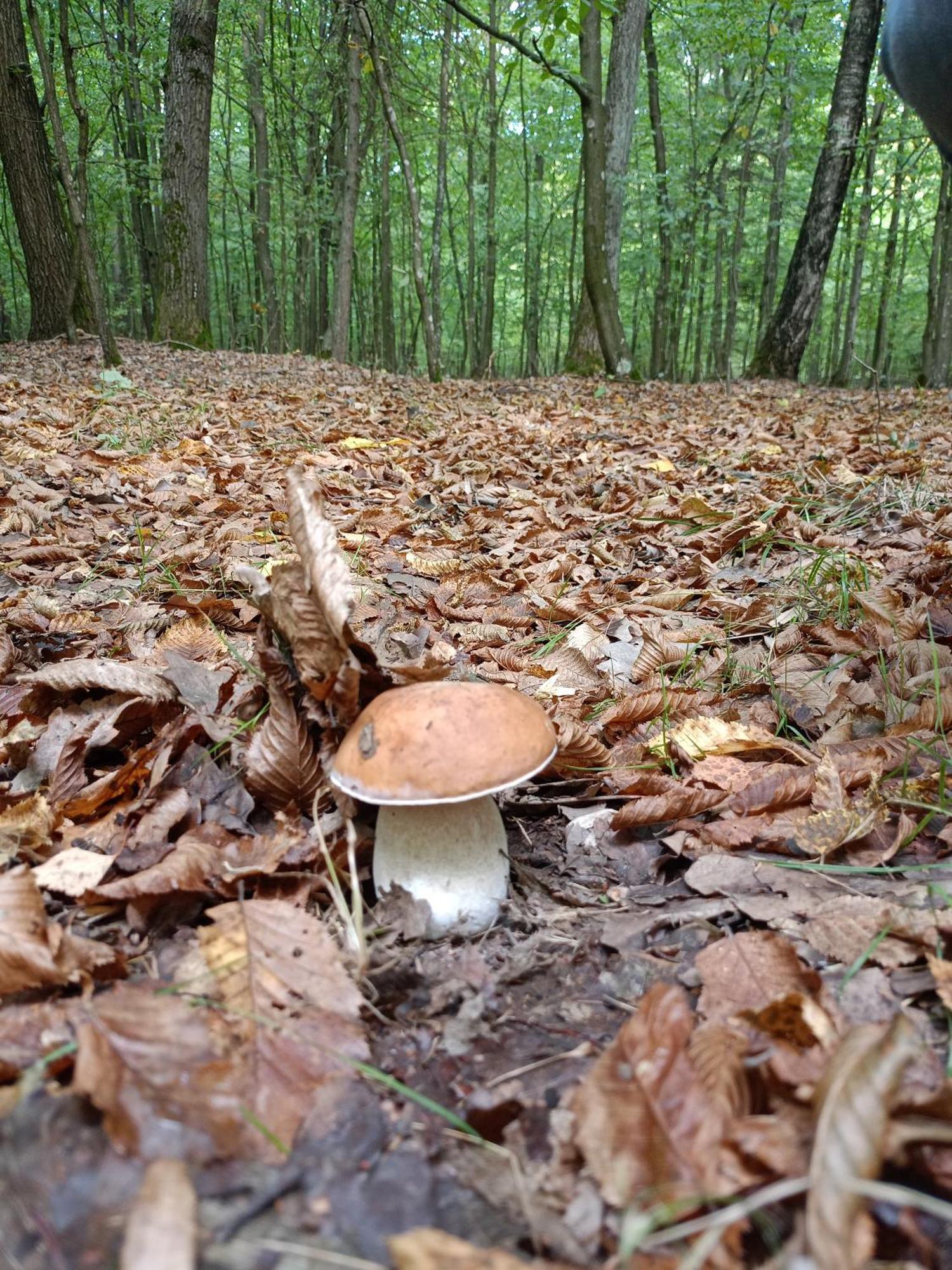 Gosciniec Na Stoku Pokoje 2,3,4 Osobowe, Cisza, Spokoj, Widok Na Stok Narciarski, Lasy, Laki Bobliwo Dış mekan fotoğraf