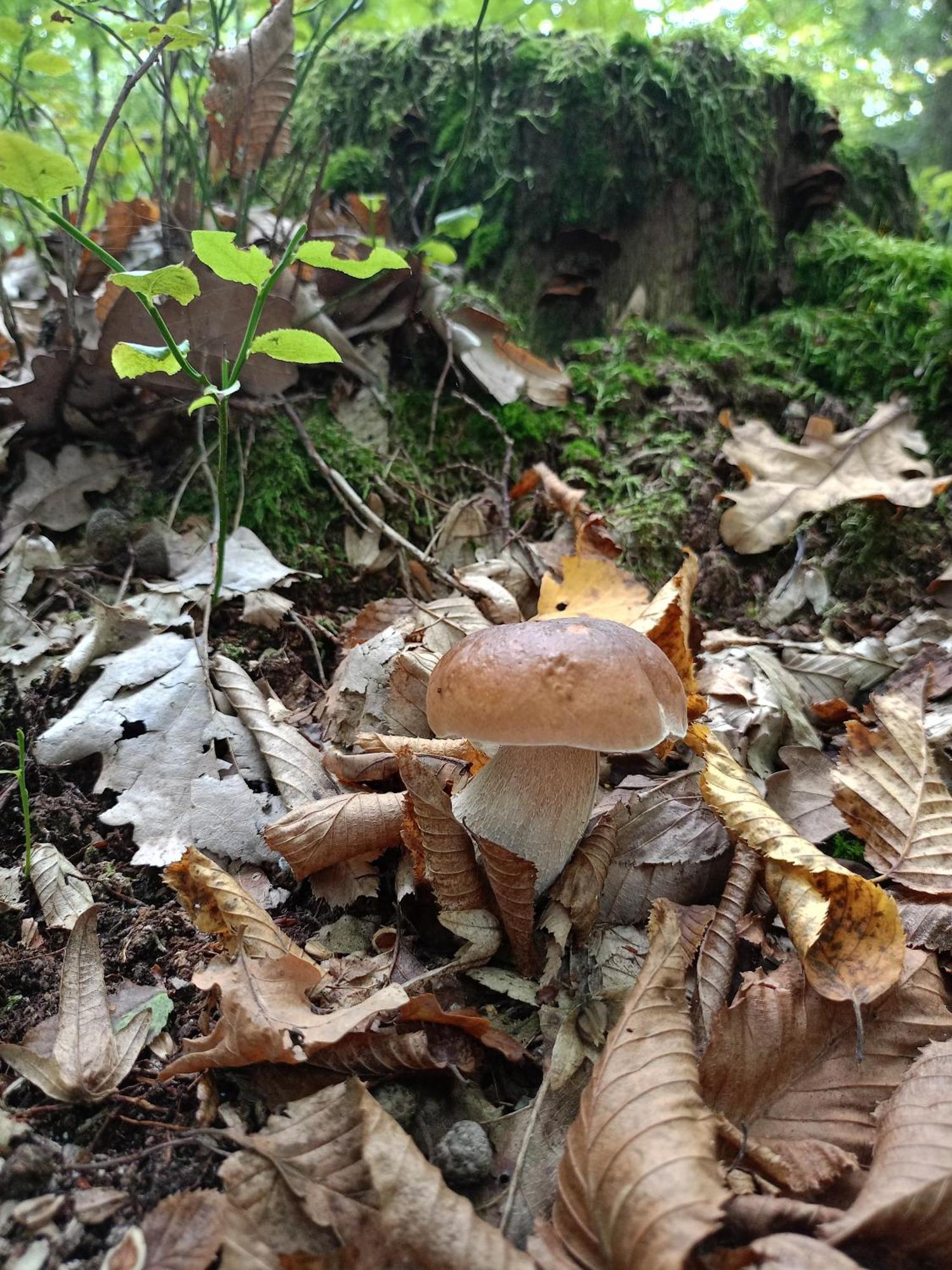 Gosciniec Na Stoku Pokoje 2,3,4 Osobowe, Cisza, Spokoj, Widok Na Stok Narciarski, Lasy, Laki Bobliwo Dış mekan fotoğraf